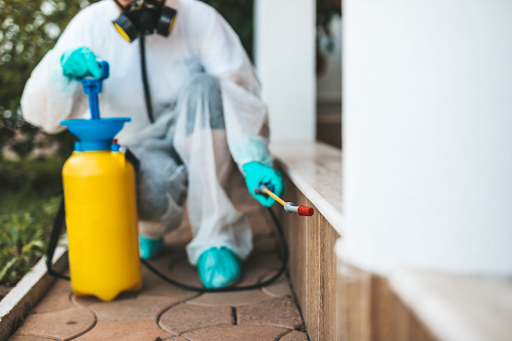 Comprehensive Guide to Termite Control: How Expert Services Safeguard ...